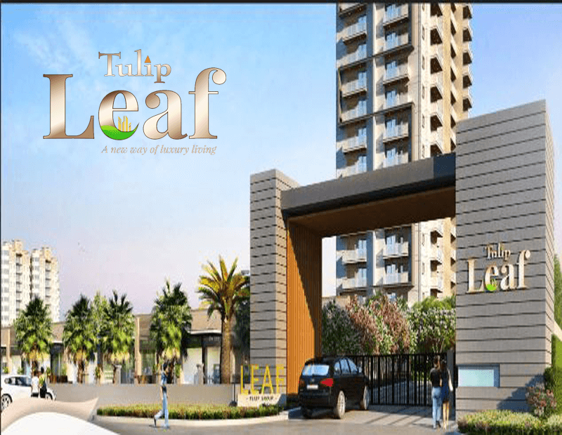 Paradise Consulting Tulip Leaf Sector 69 Gurgaon Tulip Leaf Sector 69 Gurgaon